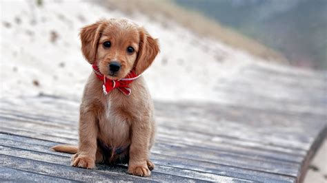 Cute Puppy Pictures Wallpaper 59 Pictures