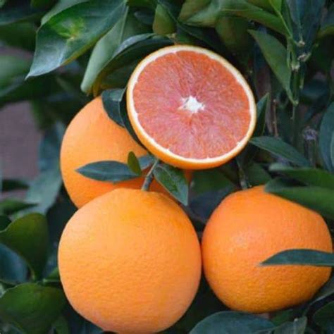 Cara Cara Navel Orange Restoring Eden