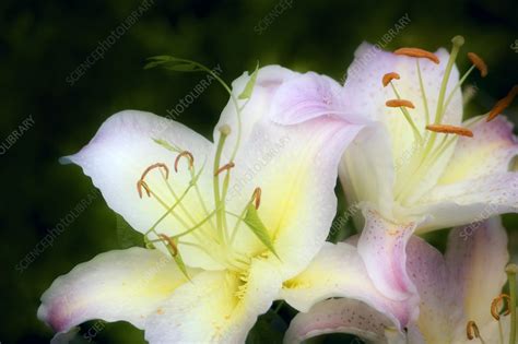 Asiatic Lily Lilium Sp Stock Image B5701135 Science Photo Library
