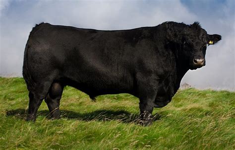 Melview Gordon Aberdeen Angus Semen For Your Beef Herd