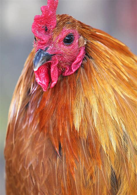 Rooster Chicken Portrait Photograph By Oscar Williams Pixels