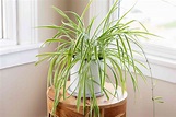 Spider Plant: Care & Growing Guide