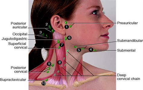 Nursing Assessment Of Head And Neck Lymph Massage Lymph Nodes