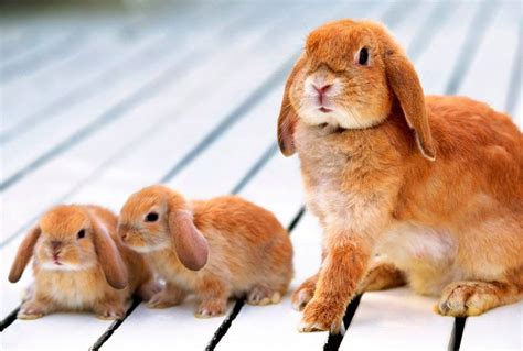 Pin On Conejos