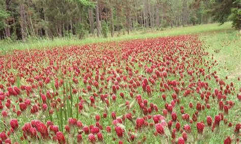 When broadcasting, do so in two directions to ensure even seed distribution. Planting the Best Clover Food Plots for Deer and Turkey ⋆ ...