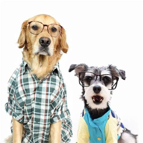 These Dapper Dogs Are The Next Must Follow Instagram Celebs Silly Dogs