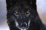 Looking for the best black wolf wallpaper? Black Wolf Fresh Hd Desktop Wallpapers 2013 | Beautiful ...