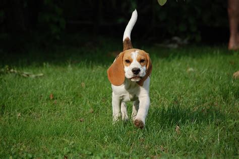 Dog Puppy Beagle · Free Photo On Pixabay