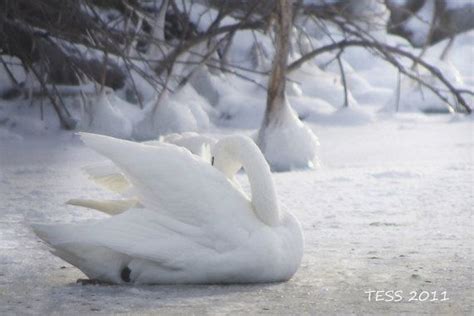 Photography Snowy Swan Photography Winter Swan Print Etsy Swan