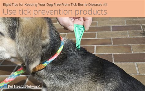 Eight Tips For Keeping Your Dog Free From Tick Borne Diseases Presented
