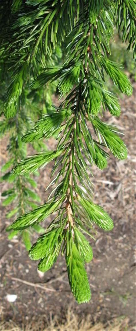 Free shipping on all orders over $199. 25+ Bruns Weeping Serbian Spruce Pictures - ammirasoi