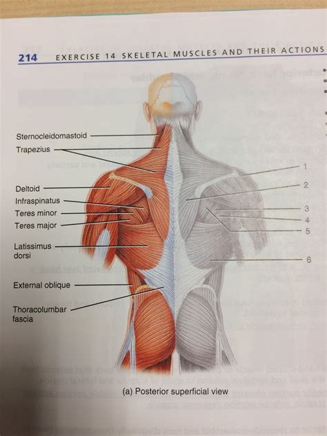 Muscles Of Posterior Superficial Neck Trunk And Shoulder Diagram