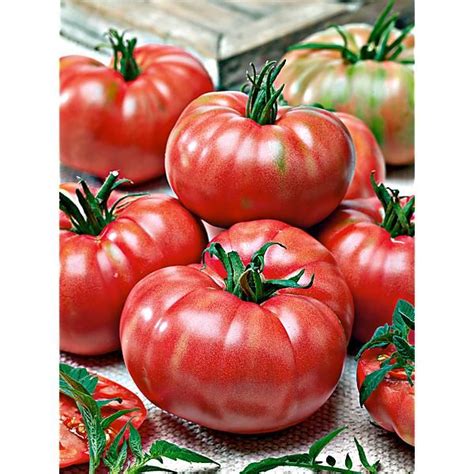 Plants Greffés de Tomates Achat de Plants Potagers Baumaux