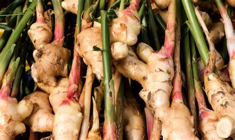 How To Grow An Endless Supply Of Ginger Indoors Using Nothing But A Container