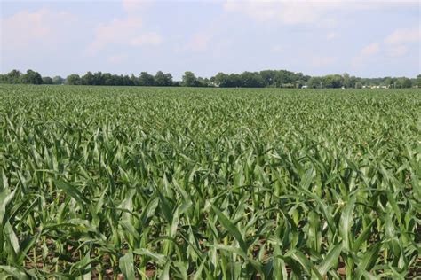 Small Town Ohio`s Corn Fields In Early Fall With The Young Corn Growth