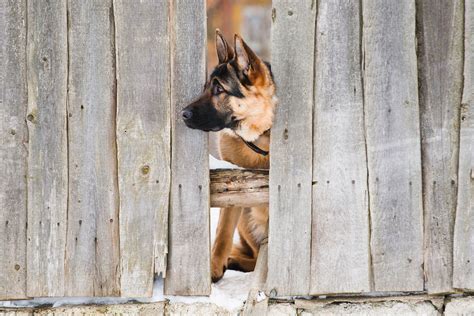 Types Of Dog Fences Pets Training And Boarding