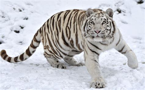 White Siberian Tiger Wallpapers Wallpaper Cave