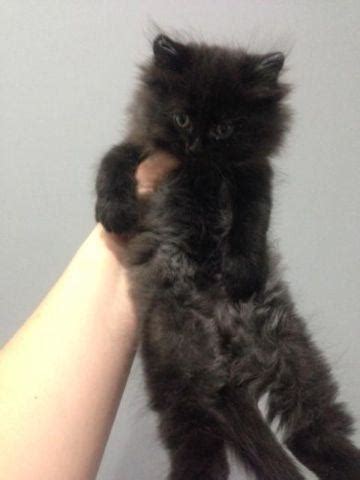 They live in our home and are our kittens are socialized with other cats, our 6 grandchildren, and our daughter's boxer, ziggy, that visits regularly. 2 adorable Maine Coon Himalayan kittens for Sale in ...