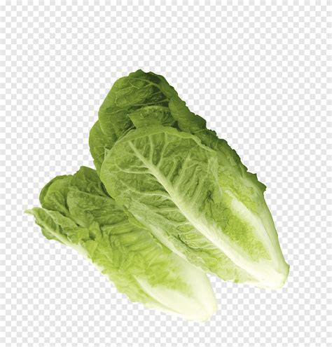 Lechuga Romana Coles Verdes Hojas Verdes Celtuce Komatsuna Col