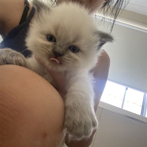 Purebred Ragdoll Kittens