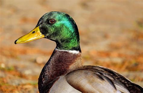Migratory Game Bird Hunting Permits Now Available For 2022 23 Season
