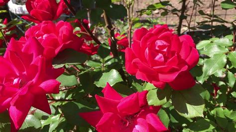 My Rose Garden Usa Youtube