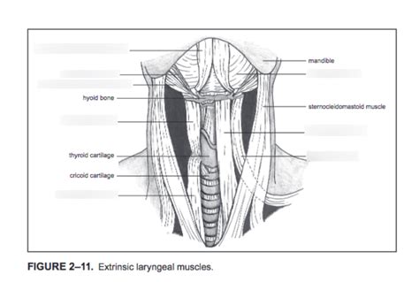 All Extrinsic Laryngeal Muscles Diagram Quizlet