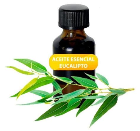 beneficios del aceite esencial de eucalipto vitality day cusco