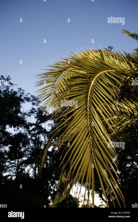 Palm Tree Illuminated At Night Stock Photo Alamy