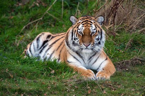 Siberian Tiger Stock Photo Image Of Hunter Predator 36434578