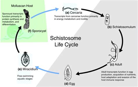 Schistosoma Species Life Cycle
