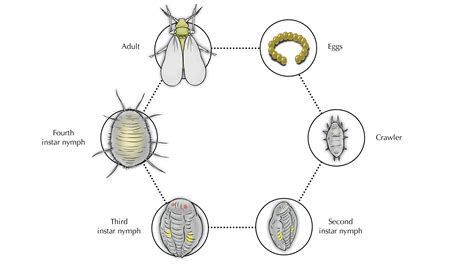 If you discover something unfamilar please contact our service! Whitefly Life Cycle | Syngenta Ornamentals UK