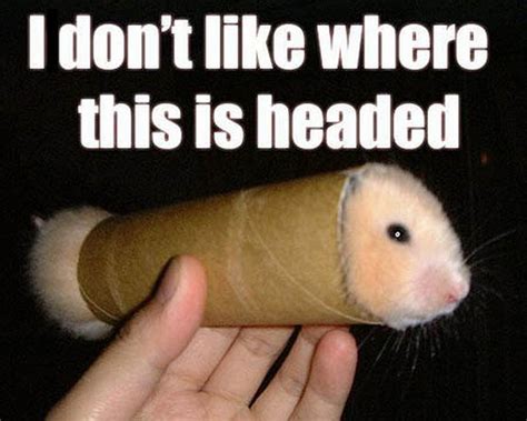 Pin By Charles Rautio On Meme Funny Hamsters Funny