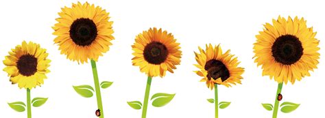 Download Sunflowers Transparent Hq Png Image Freepngimg