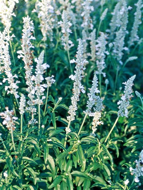 31 Salvia Plants To Bring Color And Fragrance To Your Garden