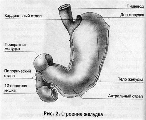 Антральный гастрит диета меню Антральный отдел желудка: Антральный гастрит: симптомы, лечение, диета Антральный отдел желудка: Антральный гастрит: симптомы, лечение, диета Антральный гастрит диета меню