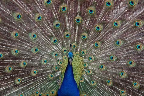 ‘emotional Support Peacock Banned From United Flight
