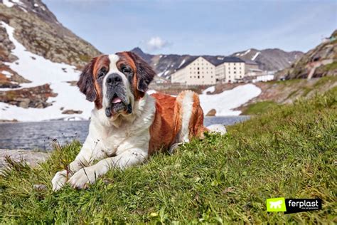 The Best Breeds Of Snow Dogs