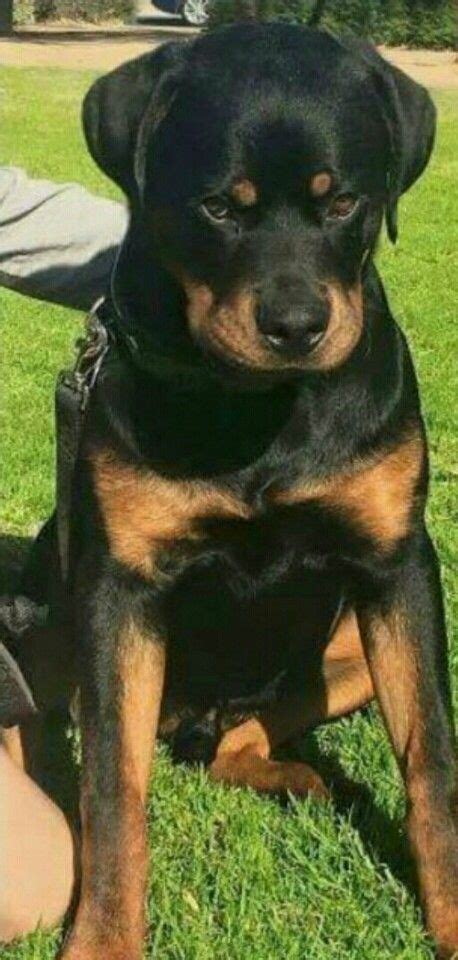 Pin By Pamela Lowrance On Rottweilers Rottweiler Lovers Rottweiler