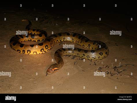Green Anaconda At Night Eunectes Murinus Anacondas Are Predominantly