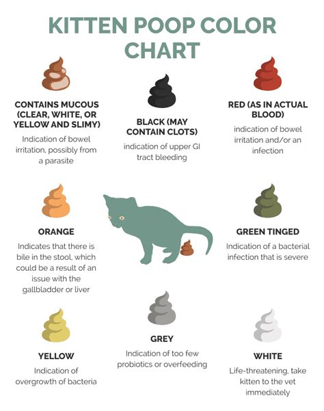 When Do Kittens Start Pooping With Poo Color Chart Hepper