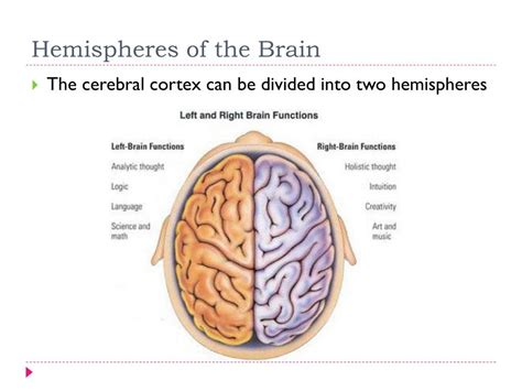 Ppt Methods Of Studying The Brain Powerpoint Presentation Free