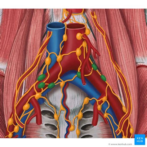 Pelvic Veins Lymphatics And Nerves Anatomy And Drainage Kenhub