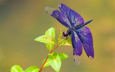 Фотография Стрекозы насекомое Фиолетовый вблизи Животные