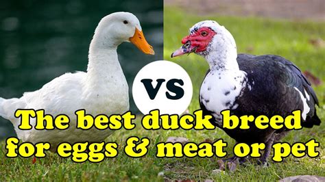 Pekin Vs Muscovy Best Duck Breed For Eggs And Meat For Beginners Youtube