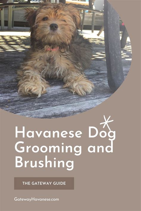 Havanese Grooming Brushing And Combing Havanese Grooming Havanese