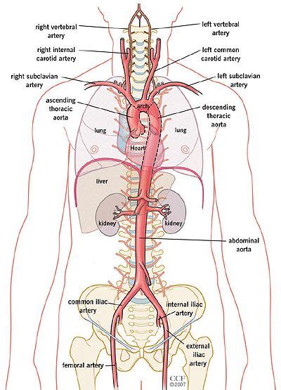 Your Aorta Human Anatomy Chart Medical Anatomy Anatomy