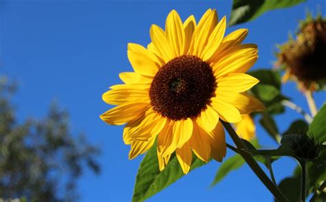 The scientific name of morning glory. 14 Jenis-Jenis Bunga Matahari Ini Melambangkan Kesetiaan ...