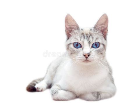A White Cat With Blue Eyes Sitting On A White Background With A White