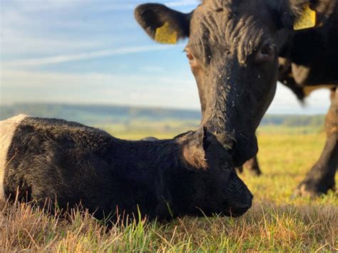 Cow Giving Birth Stock Photos Pictures And Royalty Free Images Istock